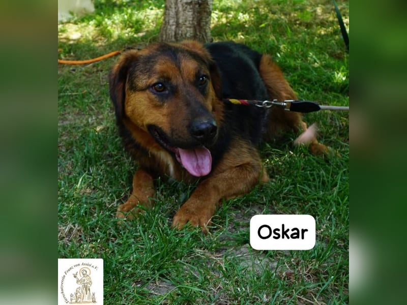 Oskar – Für besondere Menschen, die besondere Hunde verstehen!