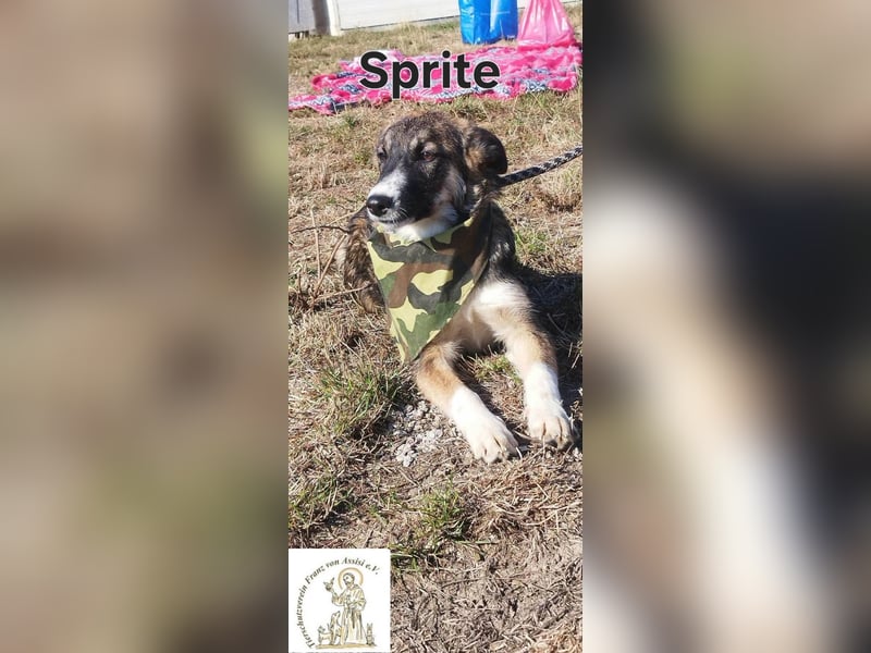 Sprite - spritzig, charmant und bereit für mehr!