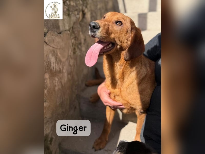 Ginger – wenn aus einem Funken ein kleines Feuerwerk wird!