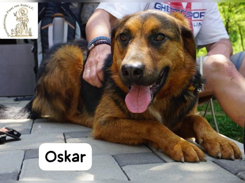 Oskar – Für besondere Menschen, die besondere Hunde verstehen!