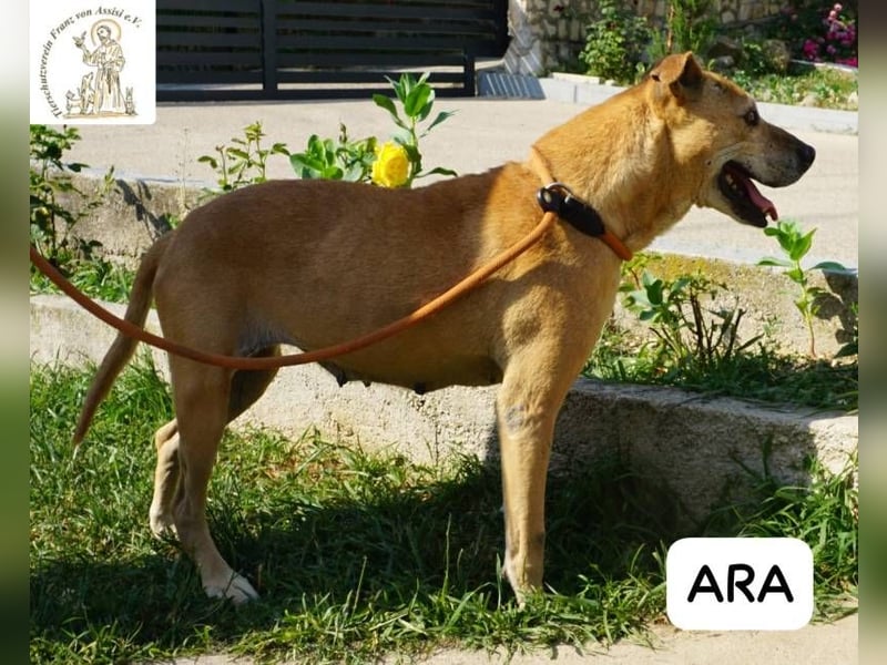 Ara – Narben vom Leben, doch ihre Seele blieb rein!