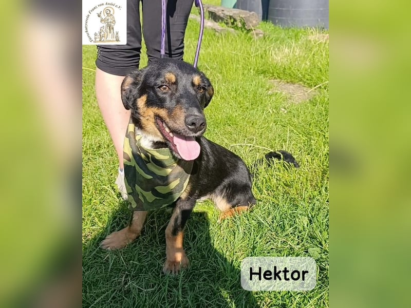 Hektor – mittendrin statt brav daneben!