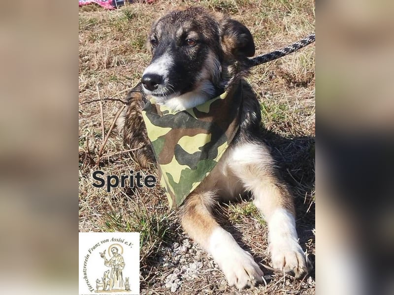 Sprite - spritzig, charmant und bereit für mehr!