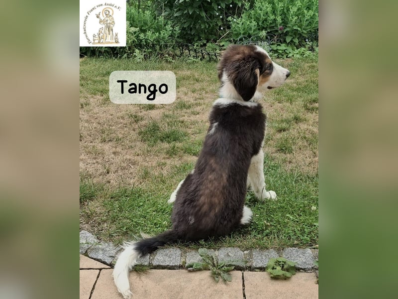 Tango – große Pfoten, großes Herz und viel Potenzial!