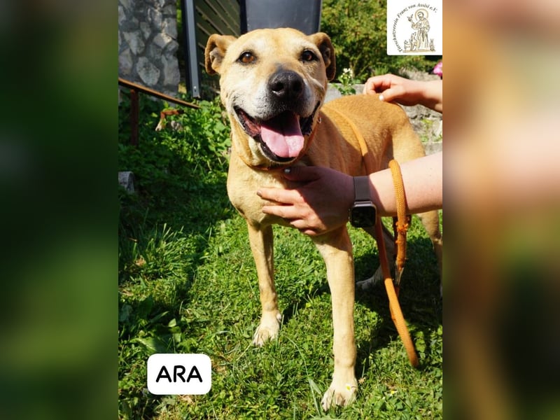 Ara – Narben vom Leben, doch ihre Seele blieb rein!