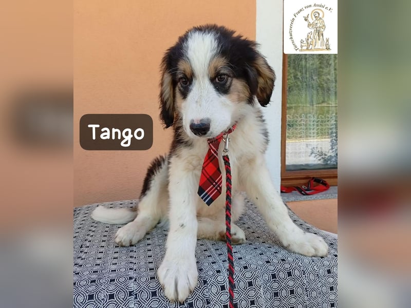 Tango – die Welt ist groß – aber ein Zuhause ist das Größte!