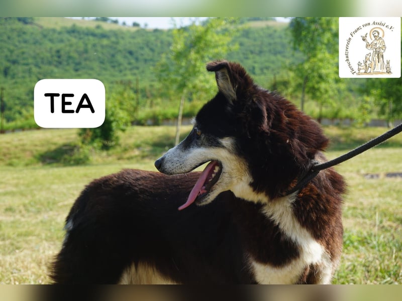 Tea - gemeinsam statt einsam, treue Seele sucht ihr Zuhause