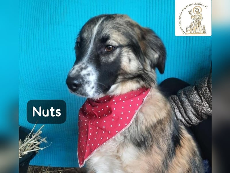 Nuts – leise beginnen, gemeinsam stärker werden!