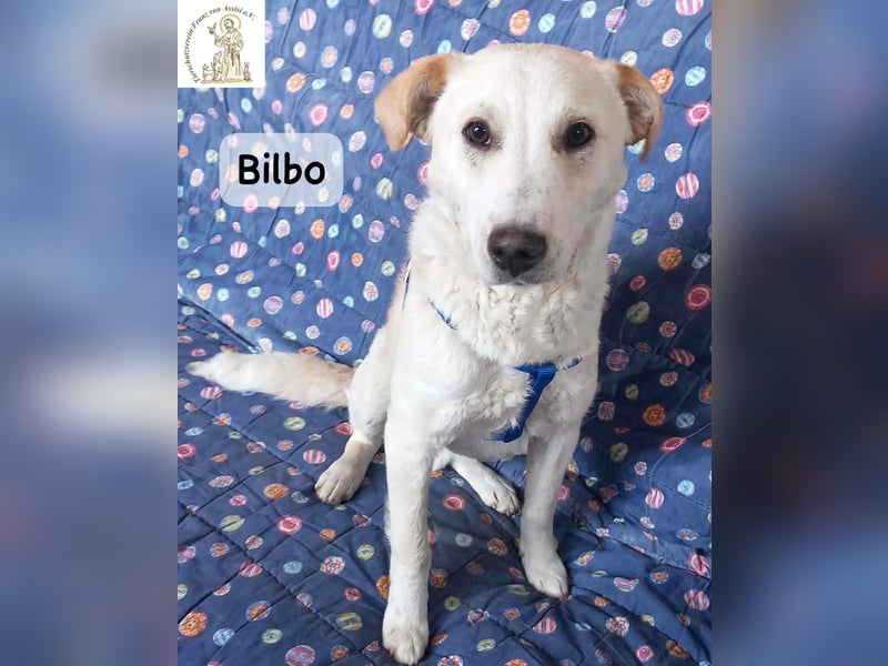 Bilbo – verliebt ins Leben und bereit für dich!