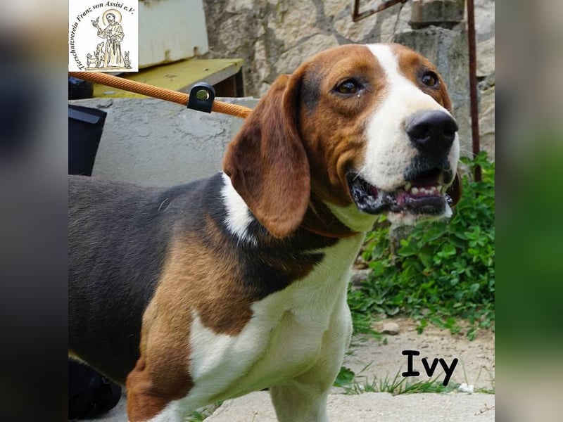Ivy – bunte Pfotenpower und eine Mission: deine beste Freundin werden!