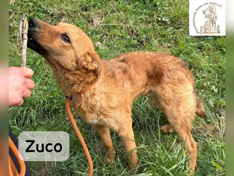 Zuco – jung, klug, charmant – und ziemlich bereit fürs Zuhause!