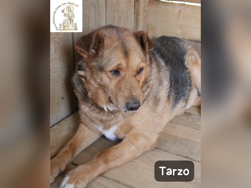 Tarzo – ein Herz voller Jahre, das Ruhe verdient!