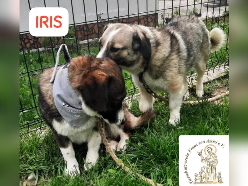 Iris – Stille Wasser wedeln tief!