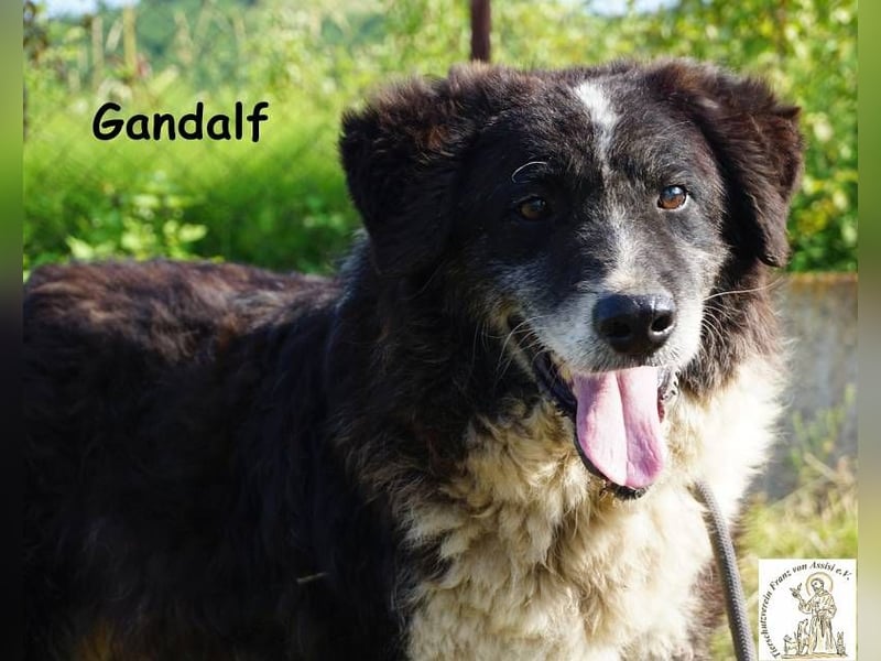 Gandalf – unkomplizierter, freundlicher Gefährte