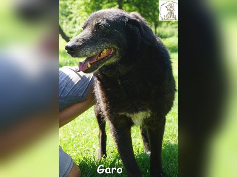 Garo – Manche Hunde begleiten dich durchs Leben. Garo verändert es!