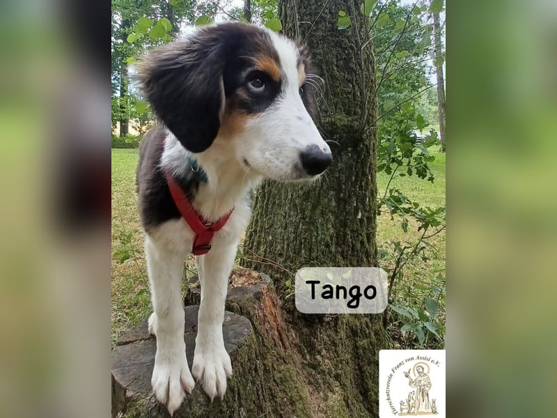 Tango – große Pfoten, großes Herz und viel Potenzial!