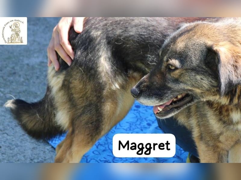 Maggret – ruhig, feinfühlig, zauberhaft und ein bisschen Magie auf vier Pfoten!