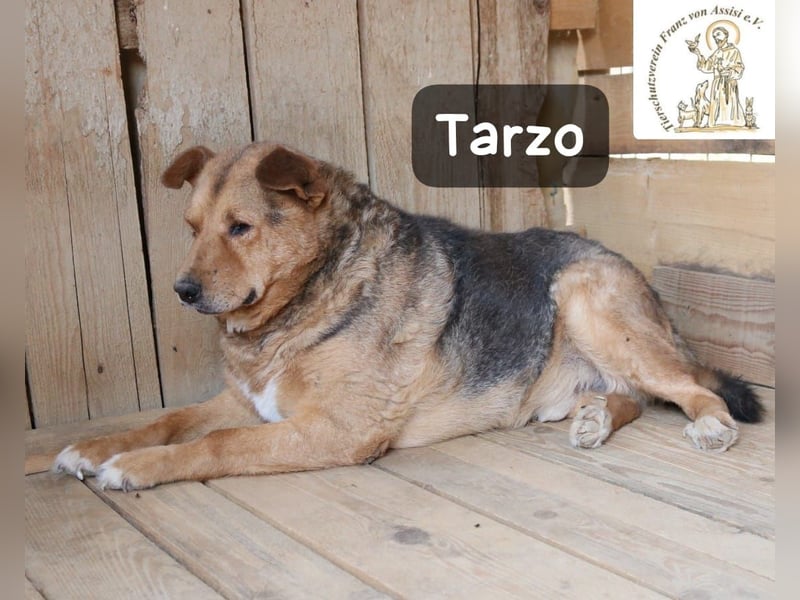 Tarzo – ein Herz voller Jahre, das Ruhe verdient!