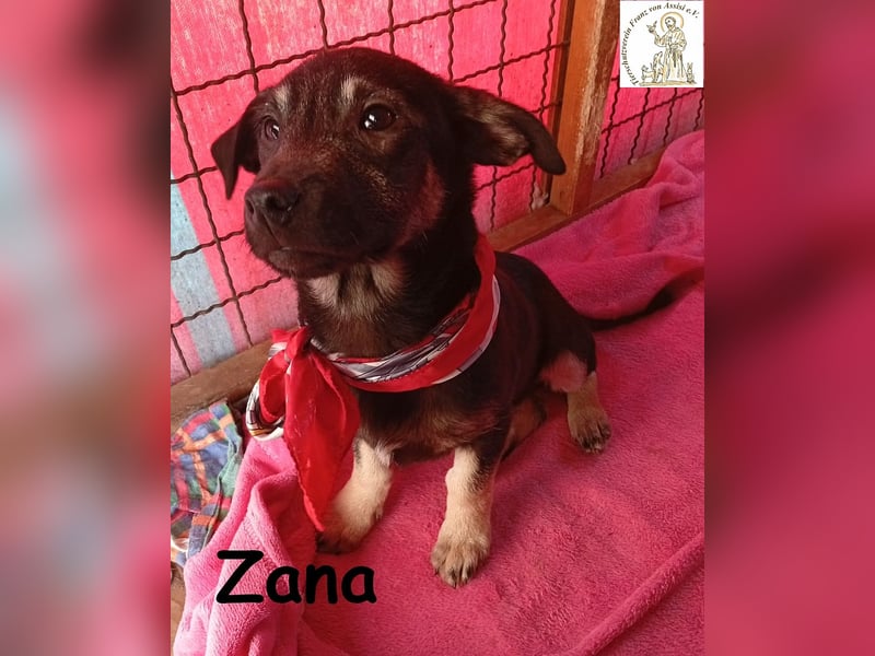 Zana – kleines Wesen mit großen Gefühlen!