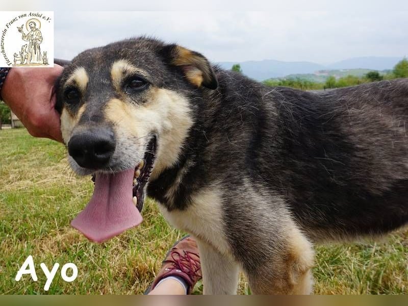 Ayo – Abenteuerlustig und Lernbereit