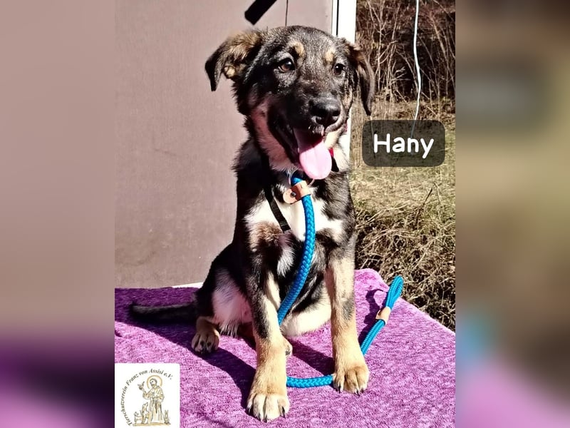 Hany – neugierig, frech und unwiderstehlich!