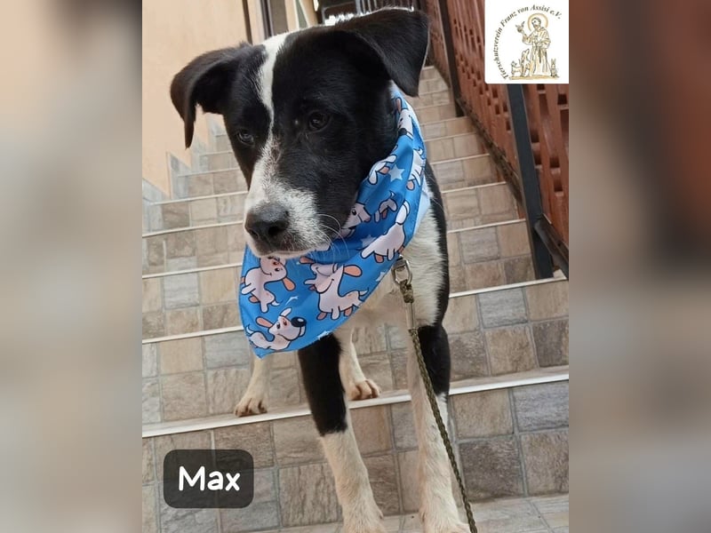 Max – seine zweite Chance auf ein wundervolles Leben!
