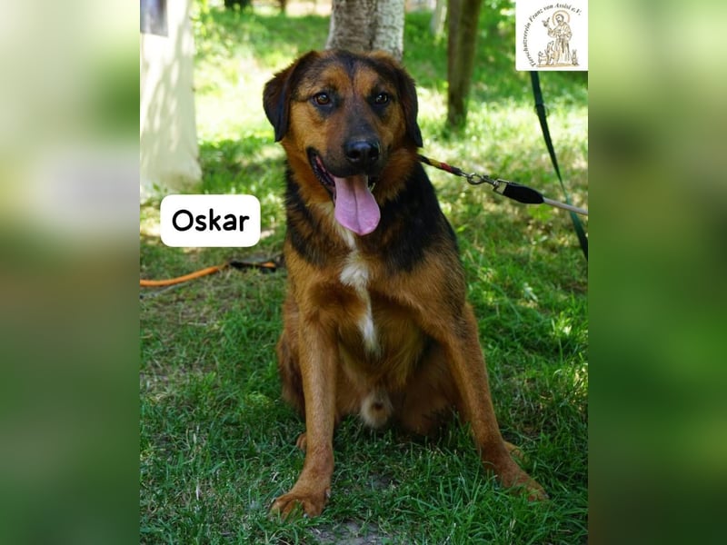 Oskar – Für besondere Menschen, die besondere Hunde verstehen!