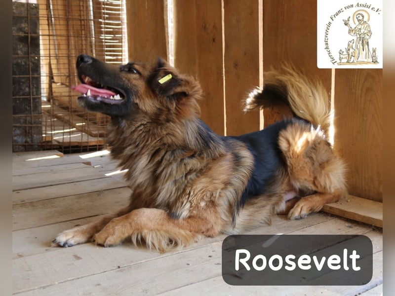 Roosevelt – ein Lächeln auf vier Pfoten!