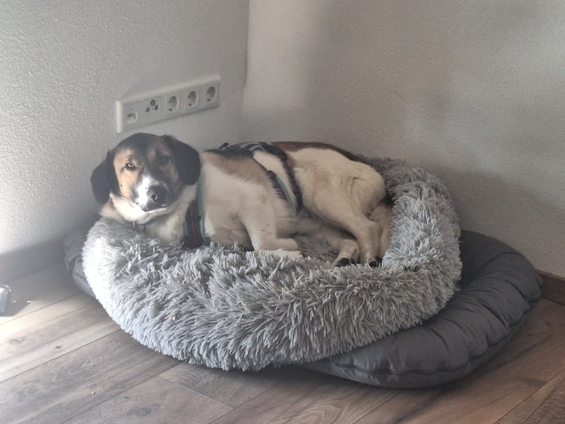 Ike – nicht nur optisch was ganz Besonderes!