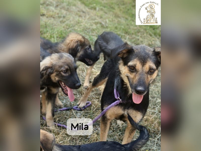 Mila – Heldinnen können auch manchmal ganz klein sein!