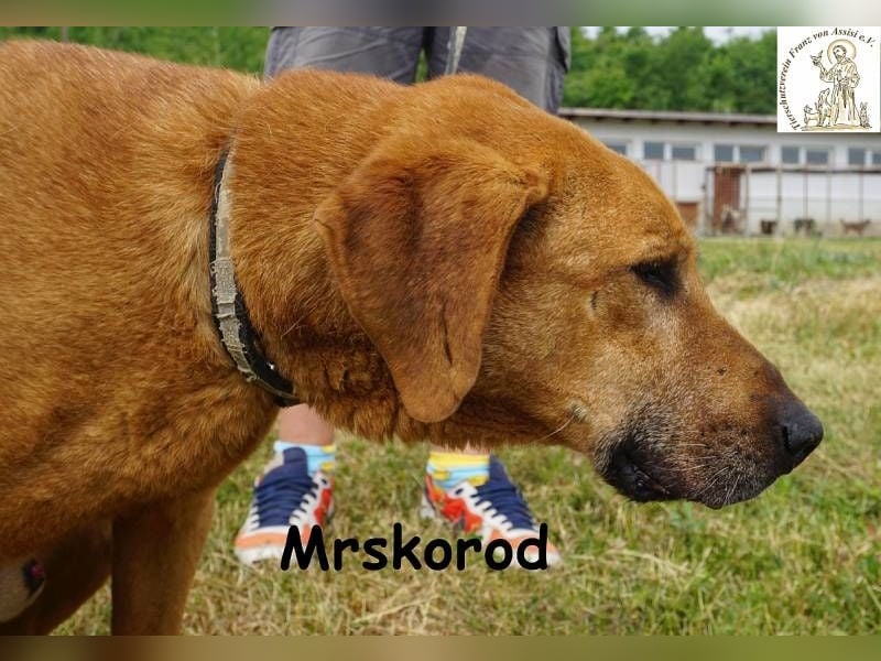 Mrskorod - Auf der Suche nach einer besseren Zukunft!