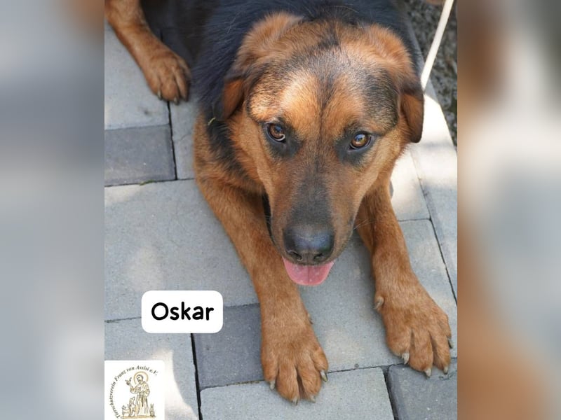 Oskar – Für besondere Menschen, die besondere Hunde verstehen!