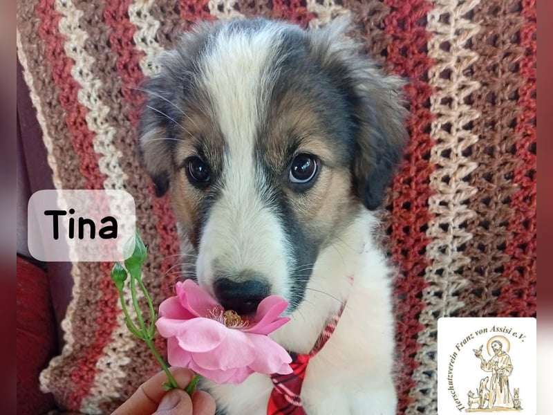 Tina – Manchmal braucht das Glück nur ein kleines Körbchen!