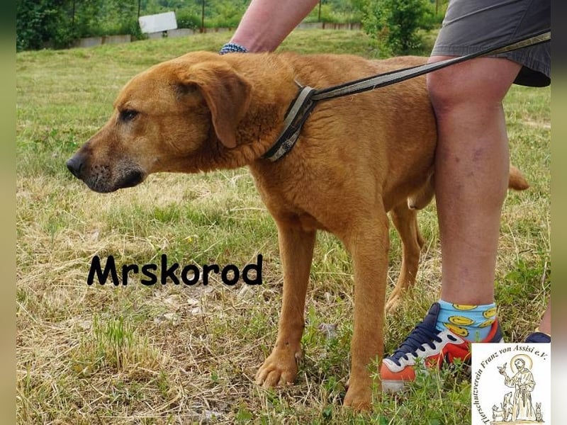 Mrskorod - Auf der Suche nach einer besseren Zukunft!