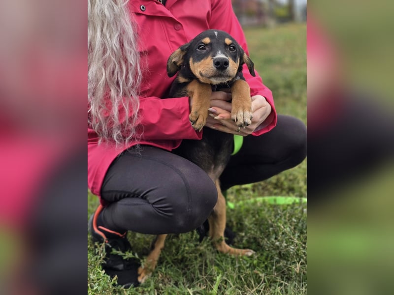Dado ❤️megasüßes Hundebaby