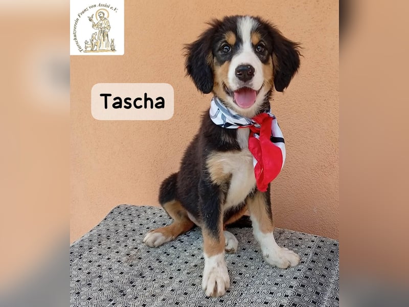 Tascha – heute wäre ein guter Tag, um ein Zuhause zu finden!