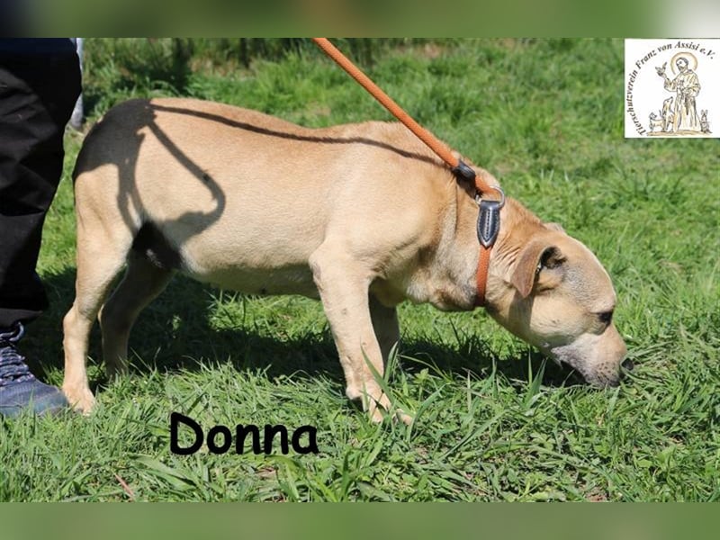 Donna - sanftes Wesen auf vier Beinen
