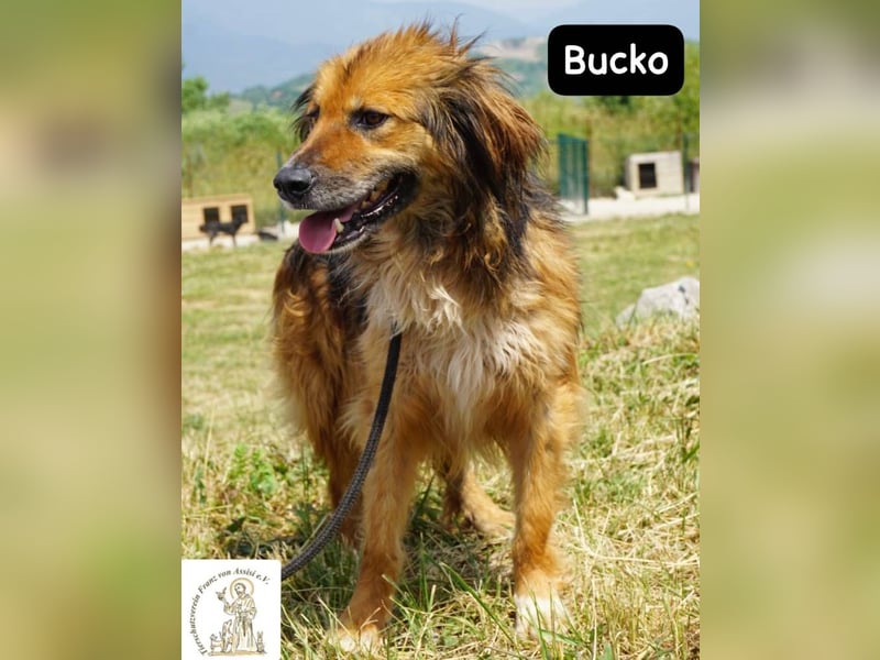 Bucko – Manche Helden tragen Fell!