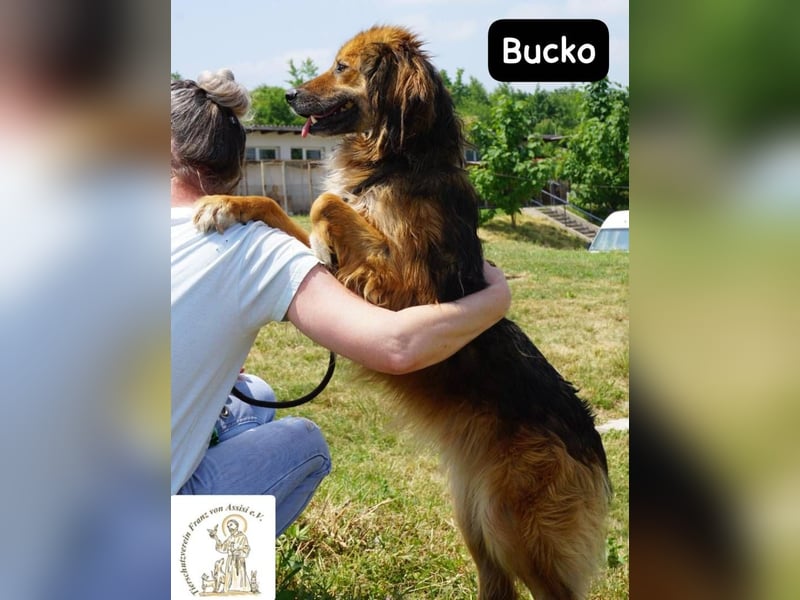 Bucko – Manche Helden tragen Fell!