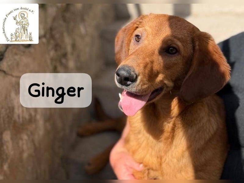 Ginger – wenn aus einem Funken ein kleines Feuerwerk wird!
