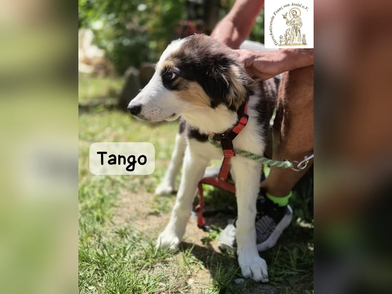 Tango – große Pfoten, großes Herz und viel Potenzial!
