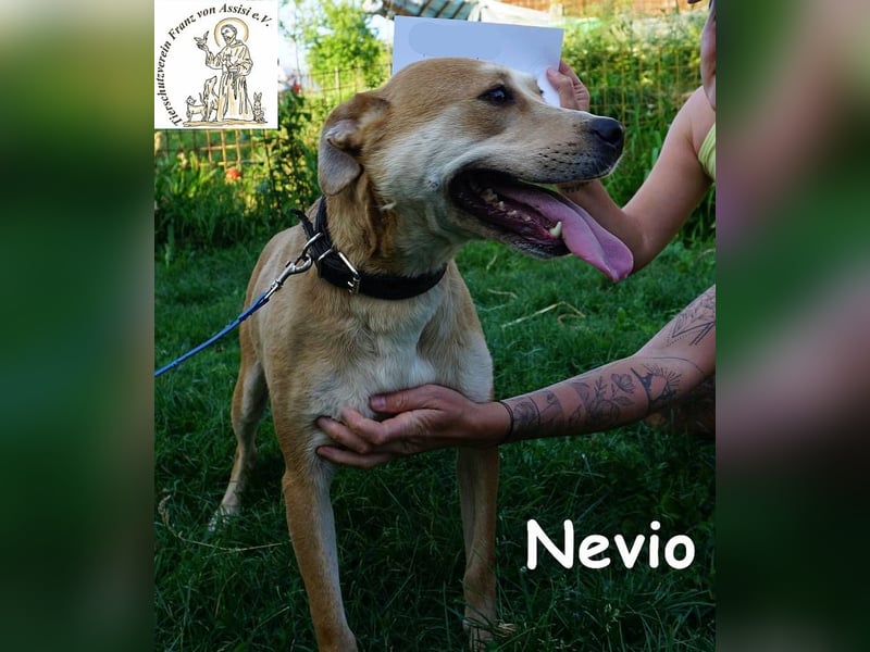Nevio - Volle Kraft voraus – Energie pur und trotzdem ein Schmusekönig!