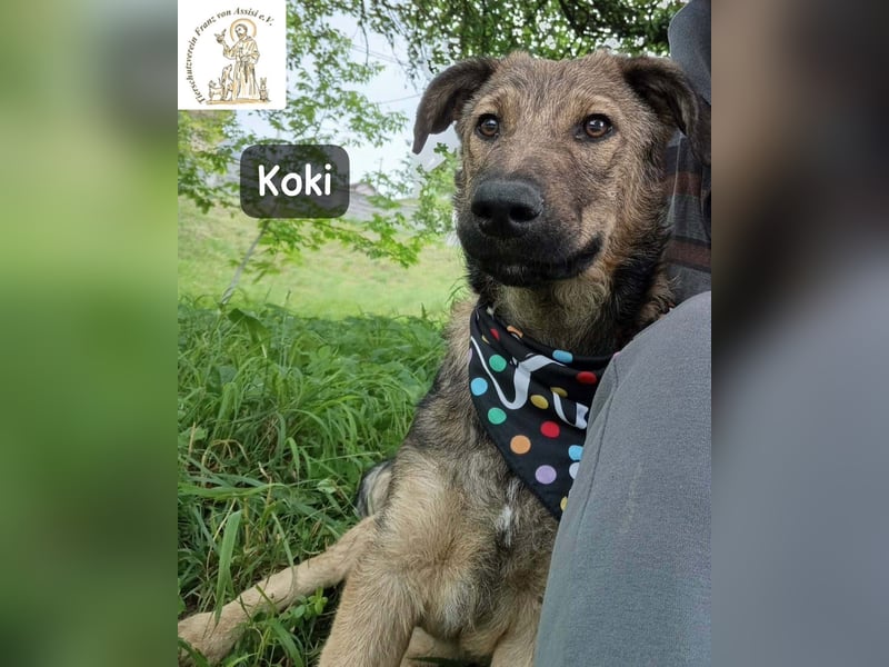 Koki – Wer Abenteuer sucht, sollte jetzt weiterlesen!