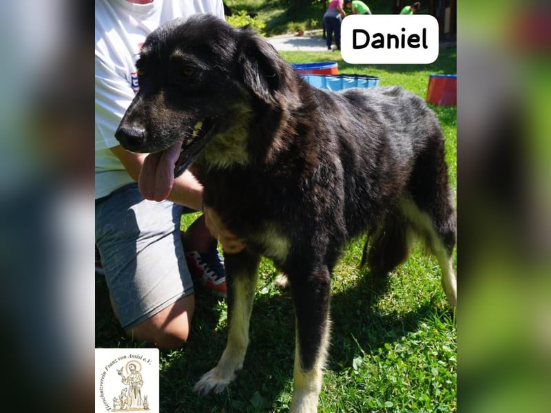 Daniel – Elegant, charmant und tierisch motiviert!