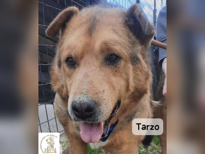 Tarzo – Ein Herz voller Jahre, das Ruhe verdient!