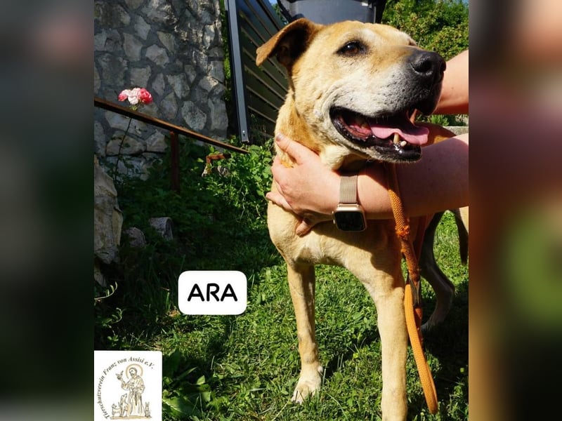 Ara – Narben vom Leben, doch ihre Seele blieb rein!