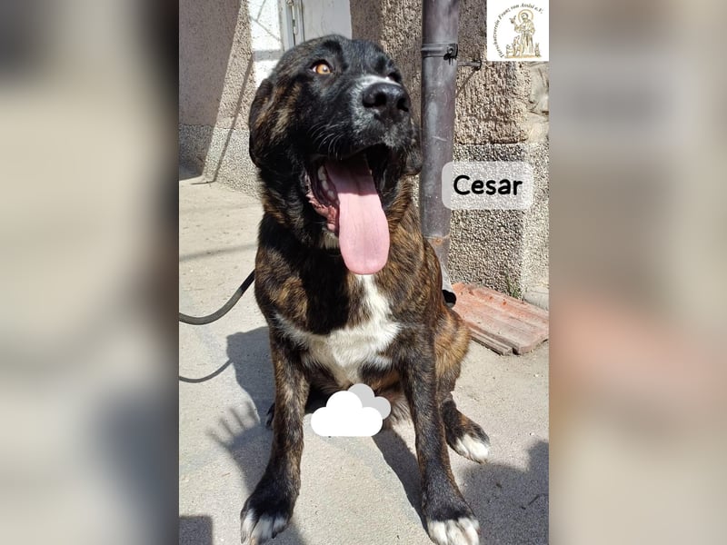 Cesar – ein großer Junge mit Honig im Herzen!