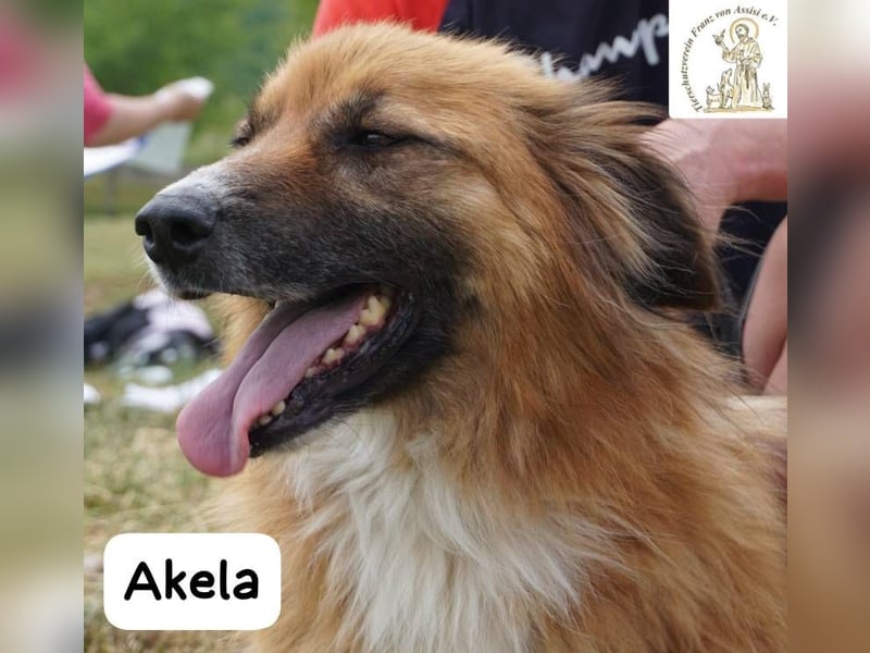 Akela – Will der beste Junge für seine Menschen werden!