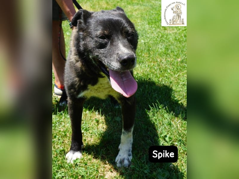 Spike - manche Hunde reden laut – Spike flüstert. Aber wer genau hinhört, verliebt sich!