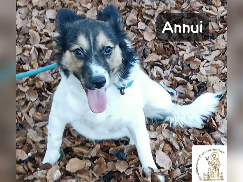 Annui – einmal gesehen, für immer im Kopf!